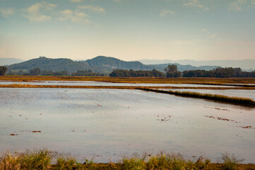 Rice plantation with clouds and mountains in the background