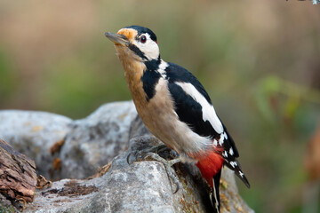 Buntspecht (Dendrocopos major)