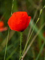 Obraz premium Klatschmohn
