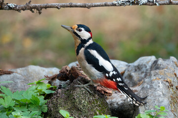 Buntspecht (Dendrocopos major)