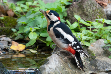 Buntspecht (Dendrocopos major)