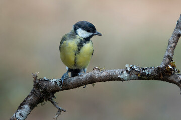 Fototapeta premium Kohlmeise (Parus major)
