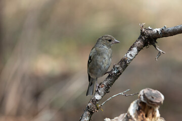 Buchfink (Fringilla coelebs)