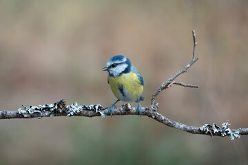 Blaumeise (Cyanistes caeruleus)