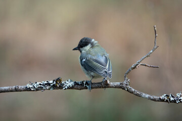 Kohlmeise (Parus major)