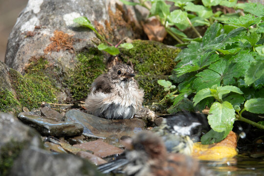 Bryopsida 이미지 찾아보기 582 스톡 사진, 벡터 및 비디오 Adobe Stock
