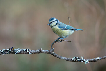 Blaumeise (Cyanistes caeruleus)