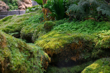 Beautiful green moss on the floor, moss closeup, macro.