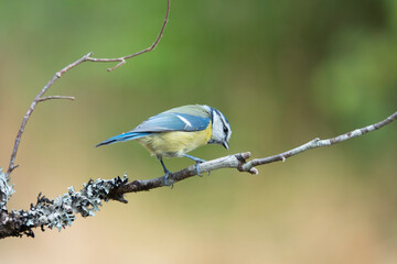 Blaumeise (Cyanistes caeruleus)