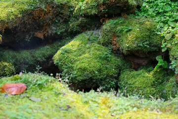 Beautiful green moss on the floor, moss closeup, macro.