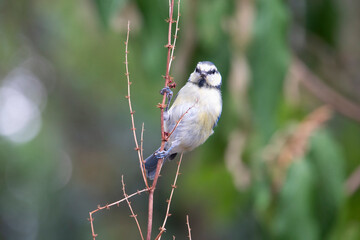 Blaumeise (Cyanistes caeruleus)