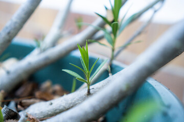 Oleander (Nerium Oleander) durch Neuaustrieb vermehren