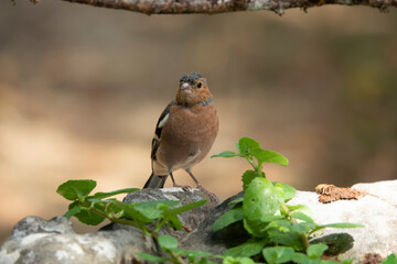 Buchfink (Fringilla coelebs) Männchen