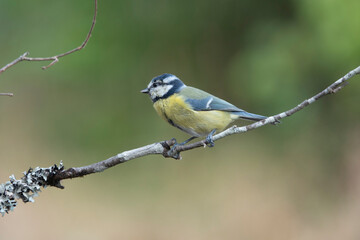 Blaumeise (Cyanistes caeruleus)