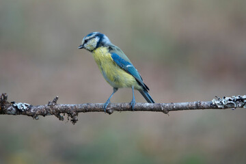 Blaumeise (Cyanistes caeruleus)