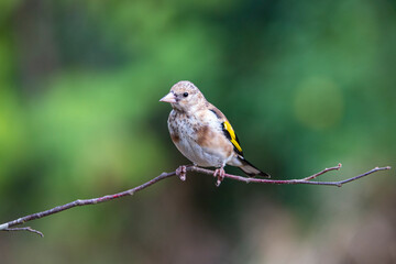 Obraz premium Stieglitz&nbsp;(Carduelis carduelis)