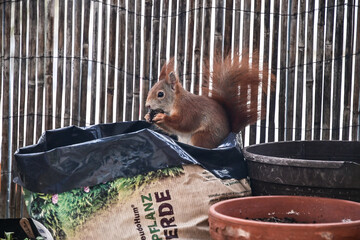 Eichhörnchen sucht auf dem Balkon einer Wohnung nach Nahrung