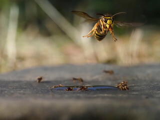 Hornisse (Vespa crabro) und Mittlere Wespe (Dolichovespula media)