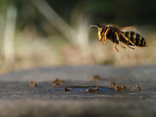 Hornisse (Vespa crabro) und Mittlere Wespe (Dolichovespula media)