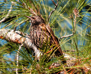 Starlings from their migration journey feed and rest in the pine tree