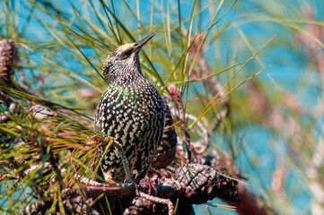 Starlings from their migration journey feed and rest in the pine tree