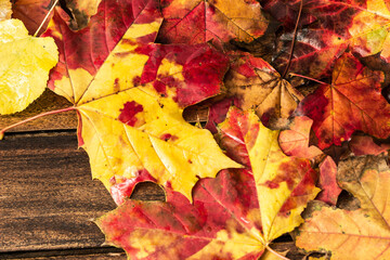 Colorful autumn maple leaves on dark wooden background