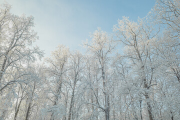 Tops of snowy trees in the park on cold and sunny winter day