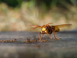 Hornisse (Vespa crabro) und Ameisen