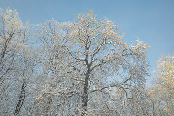 Tops of snowy trees in the park on cold and sunny winter day