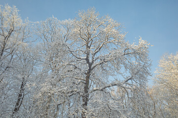 Tops of snowy trees in the park on cold and sunny winter day
