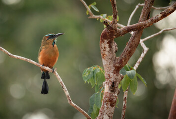 Fototapeta premium motmot bird with reddish feathers perched on a branch of a red bark tree in the tropical jungle in Tulum on a cloudy day with blurry background 