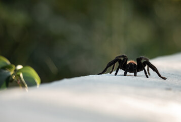 Red tailed tarantula walking on asphalt road in the tropical forest of Tulum at sunset with green vegetation and blurry background 
