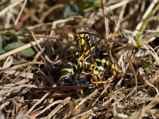 Mittlere Wespe (Dolichovespula media) kämpfen