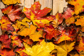 Naklejka na ściany i meble Colorful autumn maple leaves on dark wooden background