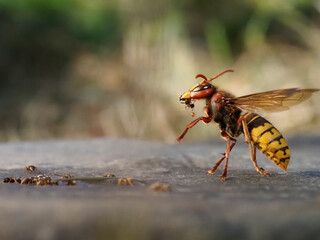Hornisse (Vespa crabro) und Ameisen