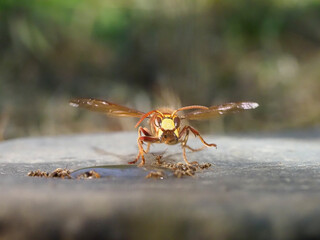 Hornisse (Vespa crabro) und Ameisen