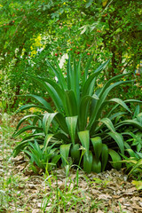 Obraz premium nature photos with flowers, cacti and trees