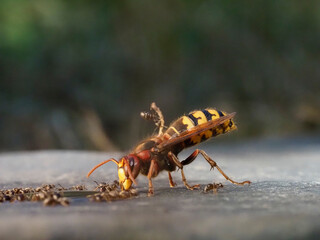 Hornisse (Vespa crabro) und Ameisen
