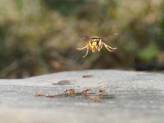 Mittlere Wespe (Dolichovespula media)