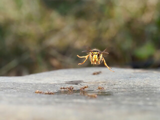 Mittlere Wespe (Dolichovespula media)