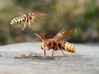 Hornisse (Vespa crabro) und Mittlere Wespe (Dolichovespula media)