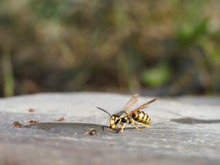Mittlere Wespe (Dolichovespula media)