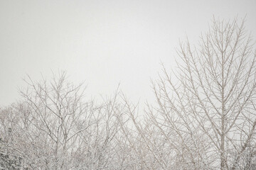 Fototapeta na wymiar 冬の寒い日木に積もる雪　