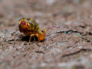 Bunter Kugelspringer (Dicyrtomina ornata)