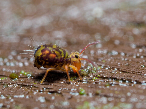 Bunter Kugelspringer (Dicyrtomina ornata)