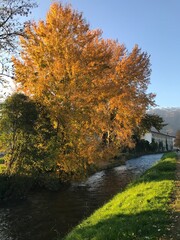 Obraz premium autumn trees in the park