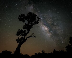 Galactic core of the Milky Way on a moonlit night Fanal Forest in Madeira, Portugal