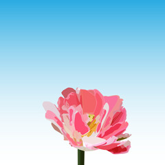 Peonie