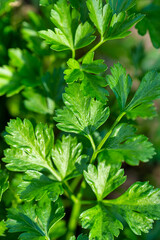 Close up green fresh parsley leaves growing in the garden