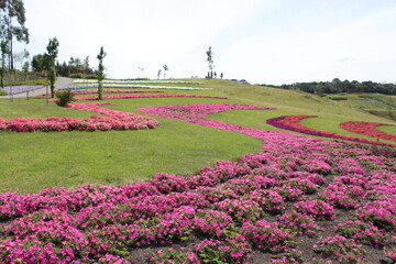 Field of colorful flowers 